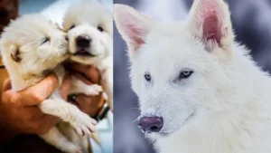 dire wolf extinction